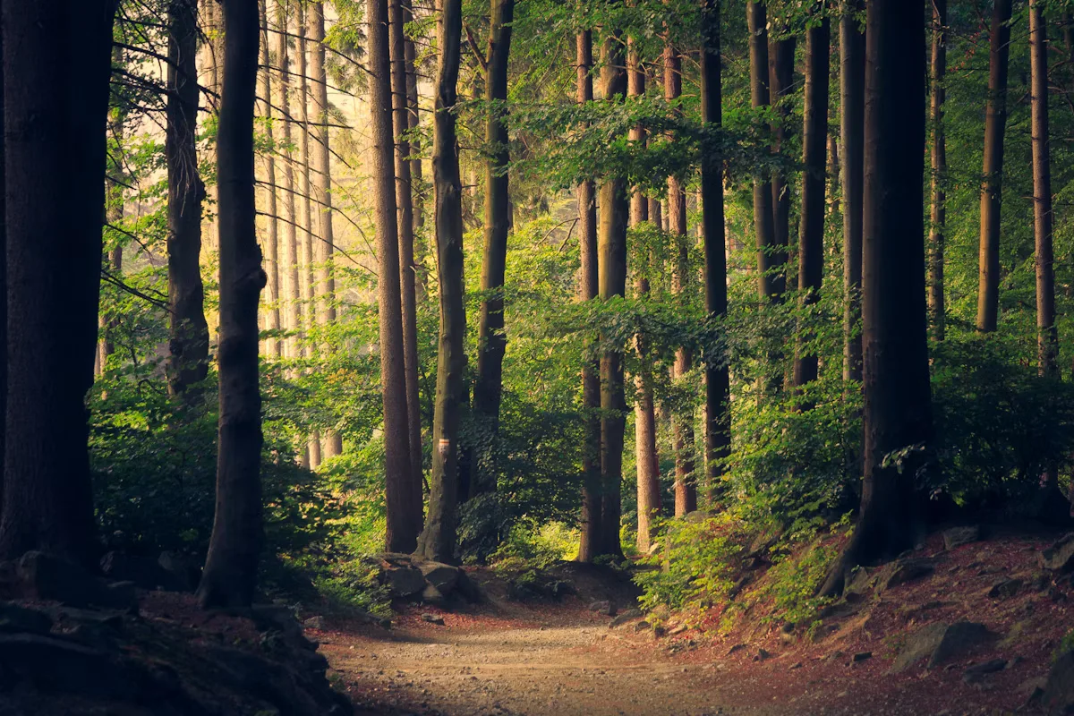 How to Choose an Ayahuasca Retreat in Colombia